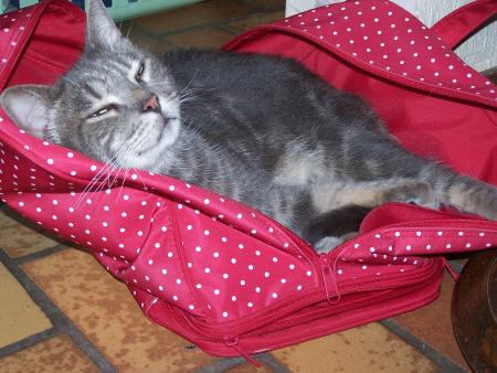 ça c mon chat !!!